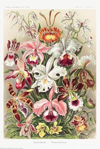 Plakat, Obraz Orchideen, Ernst Haeckel