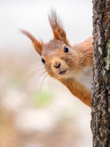 Fotografia Close-up of squirrel on tree trunk Tumba Botkyrka Sweden, mange6699 / 500px