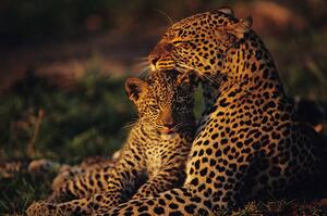 Fotografia Leopard mother and cub resting, Anup Shah