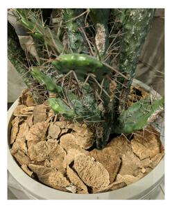Kaktus 3 Gałązki 58 cm
