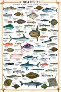 Plakat, Obraz Sea fish