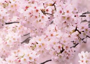 Fototapeta Sakura 180 x 127 cm, 1 część