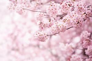 Fototapeta XXL Sakura 360 x 254 cm, 4 części