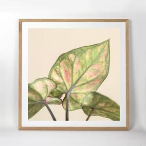 Ramka na zdjęcia 50x50 cm ramka drewniana dębowa ramka z litego drewna dębowego FRAMAI®
