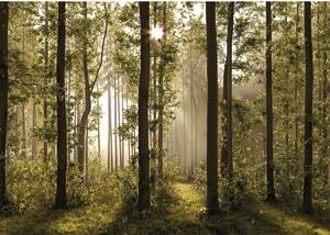 Fototapeta XXL Forest 360 x 254 cm, 4 części