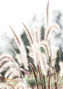 Fotografia Grass, Studio Collection