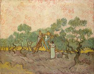 Reprodukcja The Olive Pickers Saint-Remy 1889, Vincent van Gogh