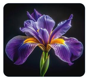 Płyta ochronna na ścianę przy kuchence ze szkła hartowanego 50x56 cm Iris – Wenko