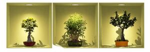 Zestaw 3 naklejek 3D Ambiance Bonsai Trees On Spot