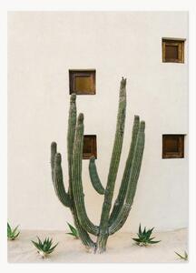 Plakat Cabo Cactus IX