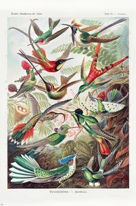 Plakat, Obraz Ernst Haeckel - Kolibris