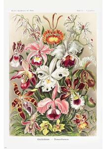 Plakat, Obraz Ernst Haeckel - Orchideen