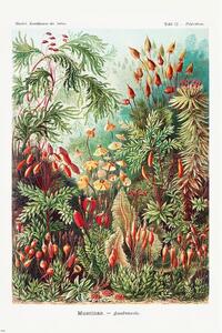 Plakat, Obraz Ernst Haeckel - Laubmoose