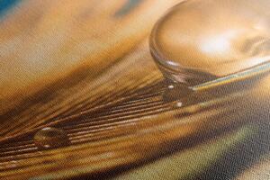 Obraz kropla wody na złotym piórze