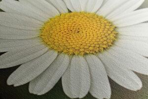 Obraz kwiat margerytki