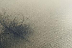 Obraz drzewa we mgle
