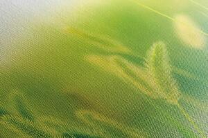 Obraz źdźbła trawy w kolorze zielonym