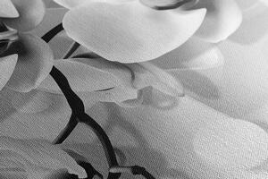 Obraz czarno-biała orchidea na abstrakcyjnym tle