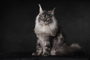 Fotografia A Maine Coon with an attitude, Mieke Engelbos