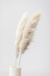 Fotografia Pampas Grass Grey 11, Studio Collection