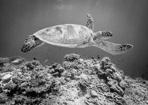 Fotografia Sea Turtle at Sipadan, Yumian Deng