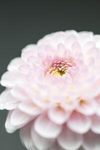 Fotografia Pink Flower No1, Studio Collection