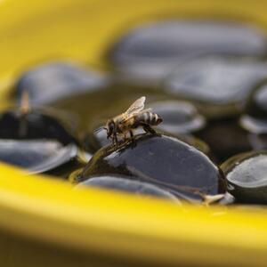 Poidełko dla pszczół i motyli żółte