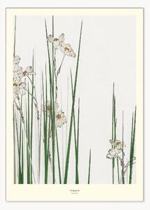 Plakat Jonquil