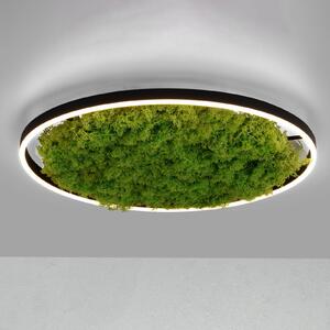 JUST LIGHT. GmbH Lampa sufitowa LED Green Ritus, ściemniany mech Ø58,5cm