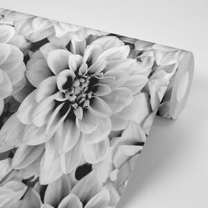 Samoprzylepna fototapeta kwiaty dalii w czarno-biały kolorze