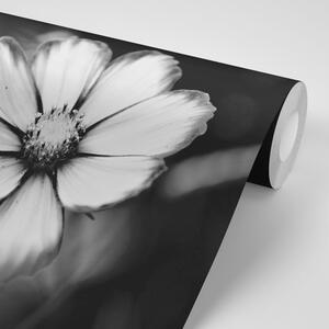 Samoprzylepna fototapeta czarno-biały ogrodowy kwiat pierwiosnka