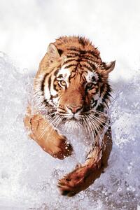 Plakat, Obraz Tiger Running Through Water