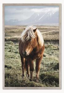 Oprawiony druk cyfrowy Horse