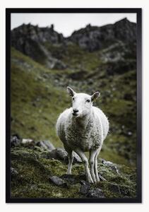 Oprawiony druk cyfrowy Sheep