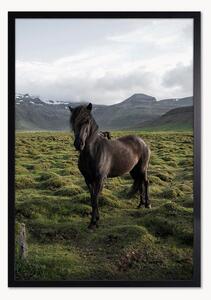 Oprawiony druk cyfrowy Stallion