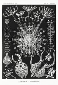 Reprodukcja Phaeodaria Rohrstrahlinge 1904, Ernst Haeckel