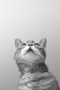 Fotografia a cat on grey background, Zoonar RF