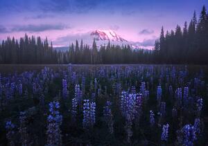 Fotografia Adam's Lupine, Atanu Bandyopadhyay