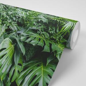 Samoprzylepna fototapeta liście dżungli