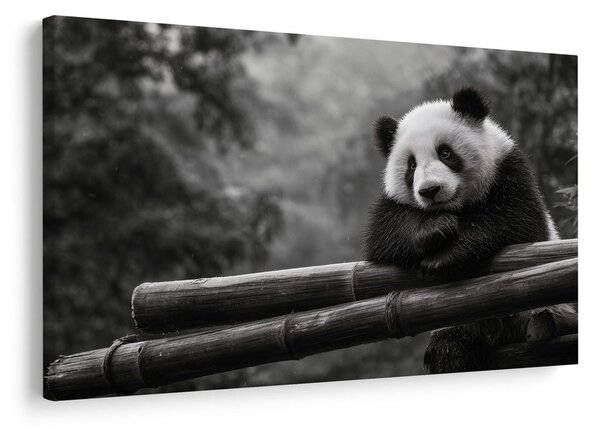 Obraz panda odpoczywająca na bambusie