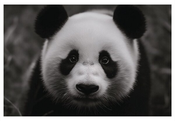 Obraz urocza panda w naturze