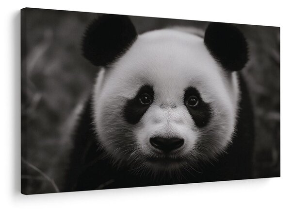 Obraz urocza panda w naturze