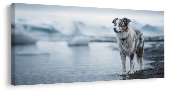 Obraz zaśnieżony krajobraz z psem