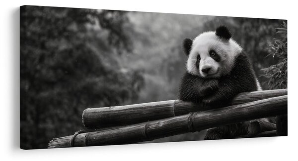 Obraz spokojna panda w naturze