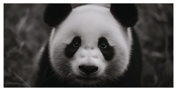 Obraz czarno-biała panda z uśmiechem