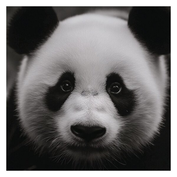 Obraz panda na czarnym tle