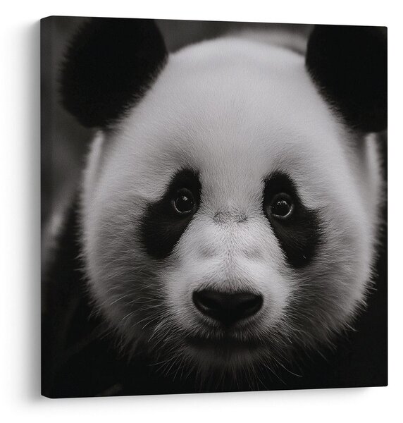 Obraz panda na czarnym tle