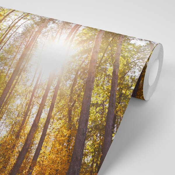 Fototapeta las w jesiennych kolorach