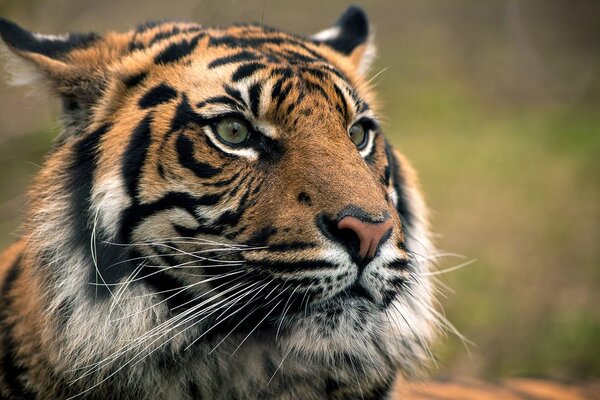 Fototapeta tygrys bengalski