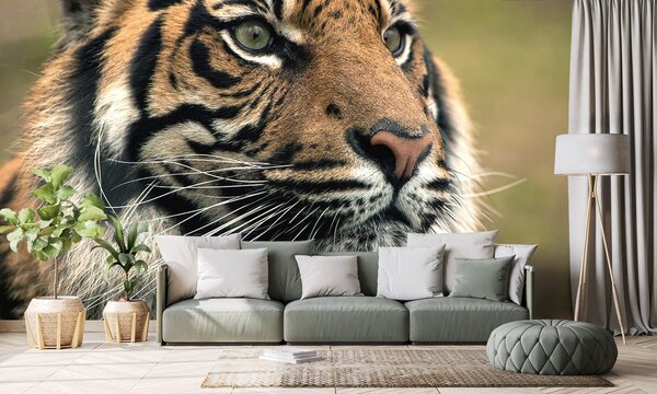 Fototapeta tygrys bengalski